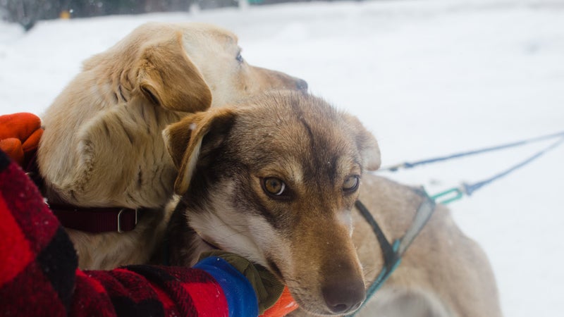 Lead dog Jenga (right) and her father, Epson, ready to set the pace.