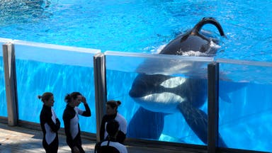 Tilikum, SeaWorld’s Most Famous Killer Whale, Dies