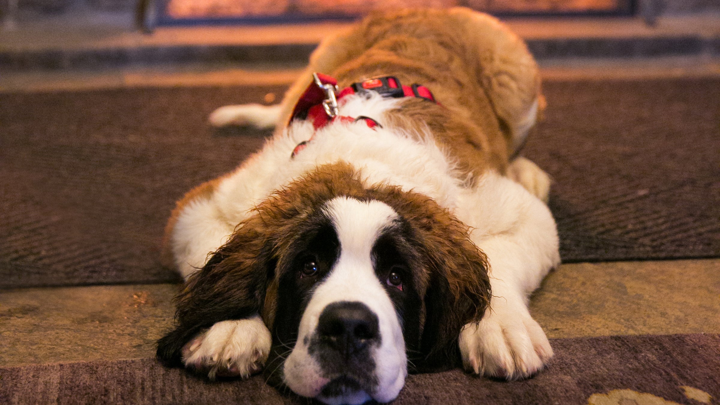 Don't leave the pup at home. 