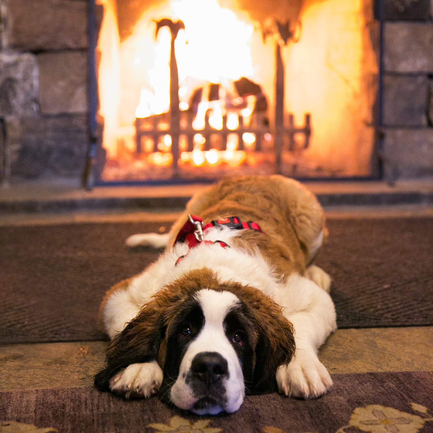 Dogs are people, too, at the Ritz-Carlton, Bachelor Gulch.