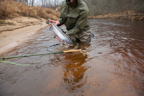 Said to be the hardest-fighting steelhead because of cold water temps and muscular builds, the Lake Superior fish鈥檚 pull never disappoints.