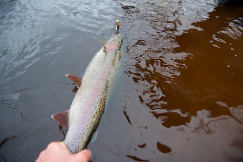 The northern reaches of Michigan are filled with rivers flowing into Lake Superior, many of which hold fish year round. Finding a river is easy. Finding the fish isn鈥檛. Hire a guide to figure out exactly where they are.