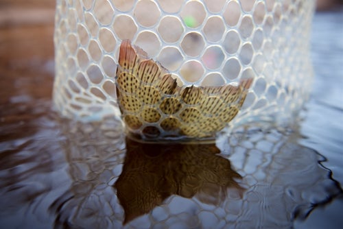 The powerful tail of a freshwater steelhead.