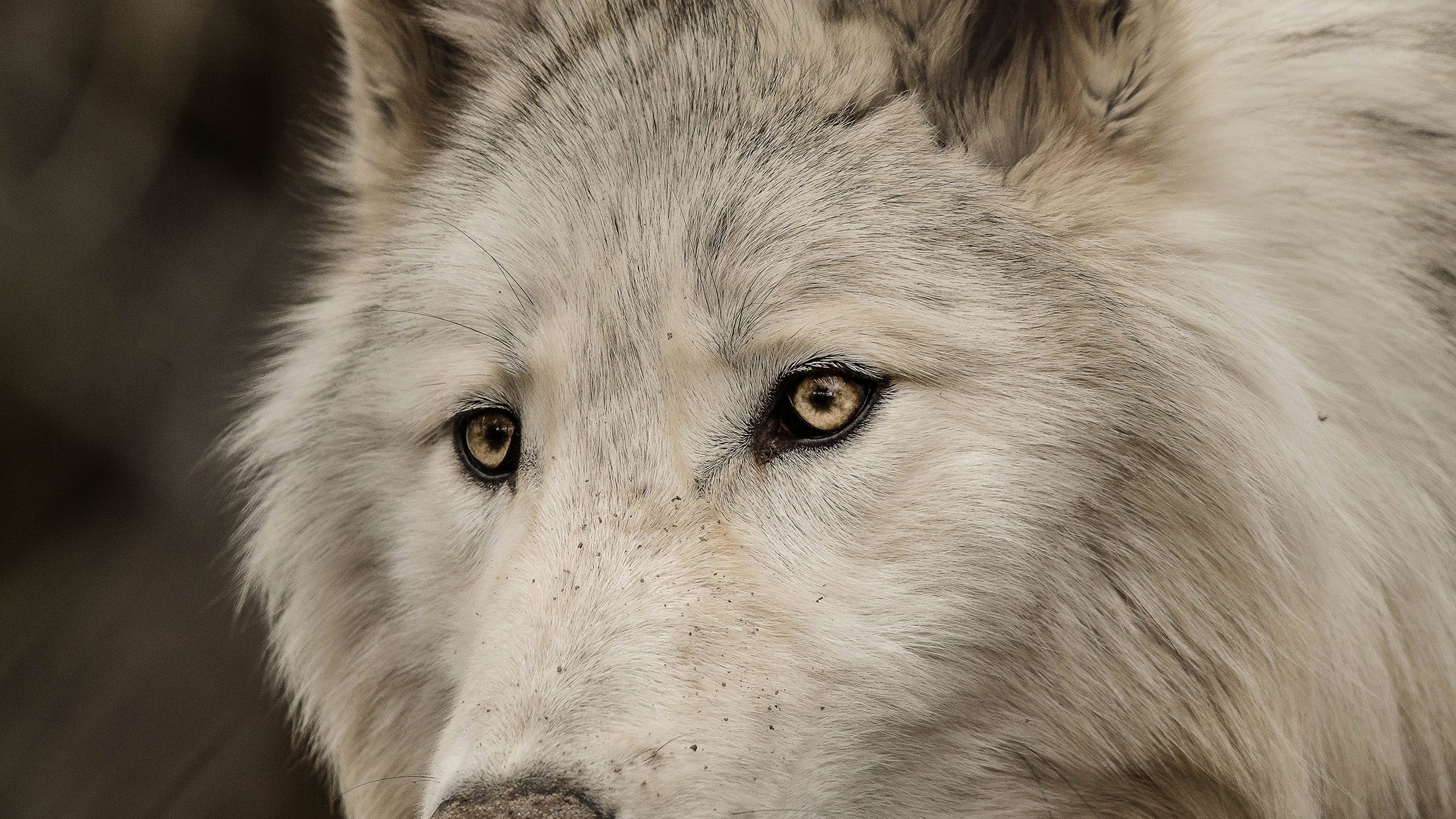 If you ever get to see a wolf in the wild, count yourself incredibly lucky. Now, our children may never have the opportunity. 