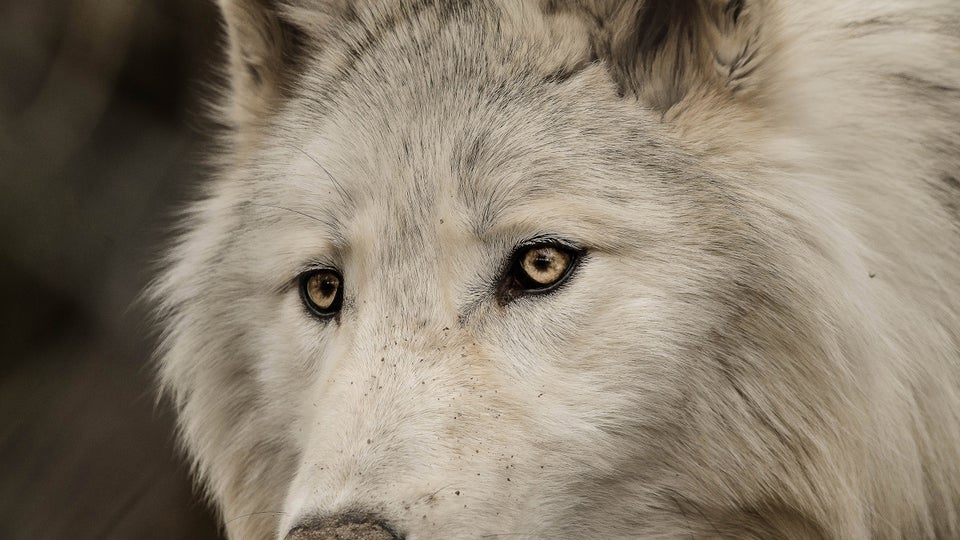 Trump’s Presidency Means the End of Wolves in the American West