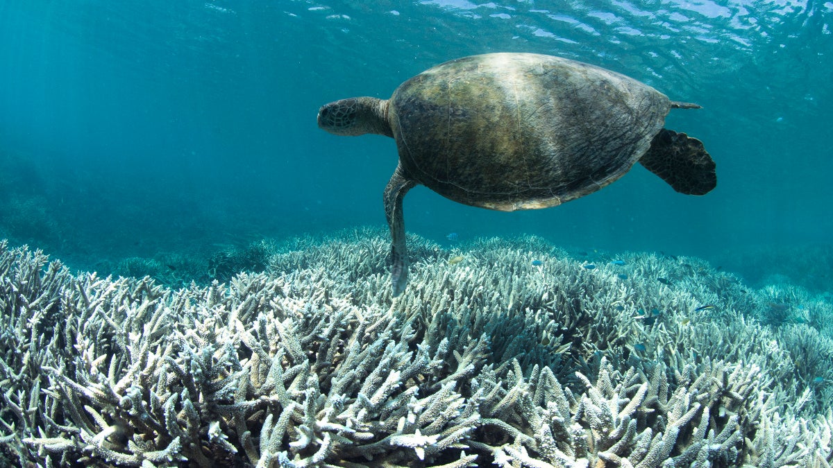 These Images May Be the Last Chance to Save Our Reefs