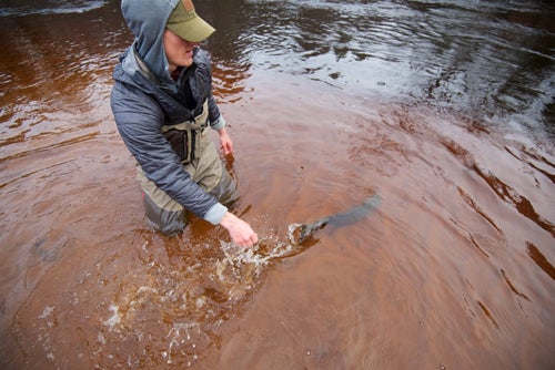 Upper Peninsula steelhead, which migrate up river to spawn, are always an honor to catch and, most importantly, release.