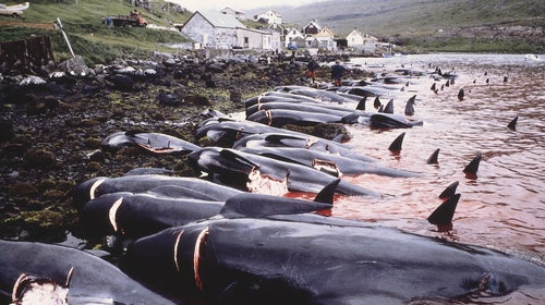 What's the point if the whales are no longer needed for income or food?