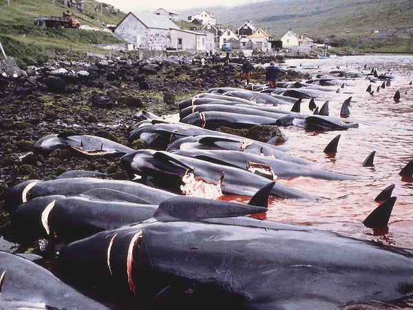 What's the point if the whales are no longer needed for income or food?