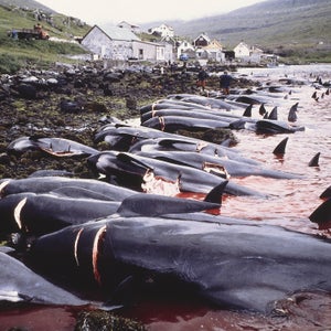 What's the point if the whales are no longer needed for income or food?