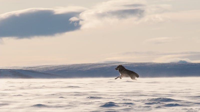 A wolf near the Arctic National Wildlife Refuge.