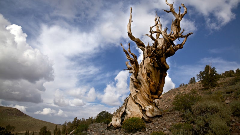 An ancient bristlecone pine in the White Mountains of California's Inyo National Forest.