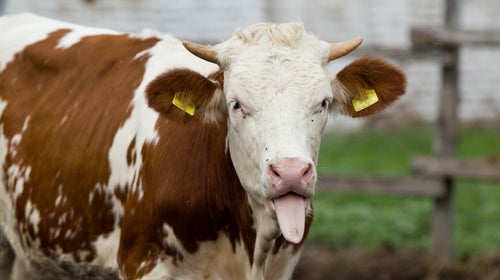 Whether cows care if you drink their milk is up to debate—as is whether nut milk should be called milk.