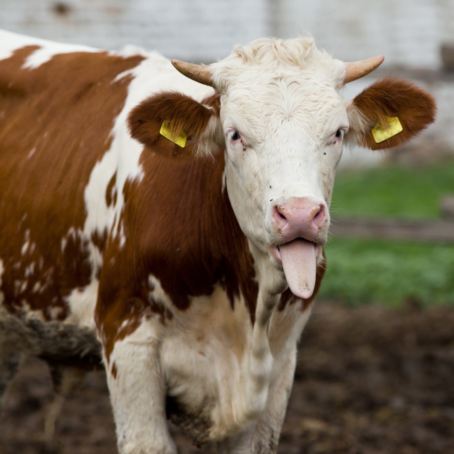 Whether cows care if you drink their milk is up to debate - and so is whether nut milk should be called milk.