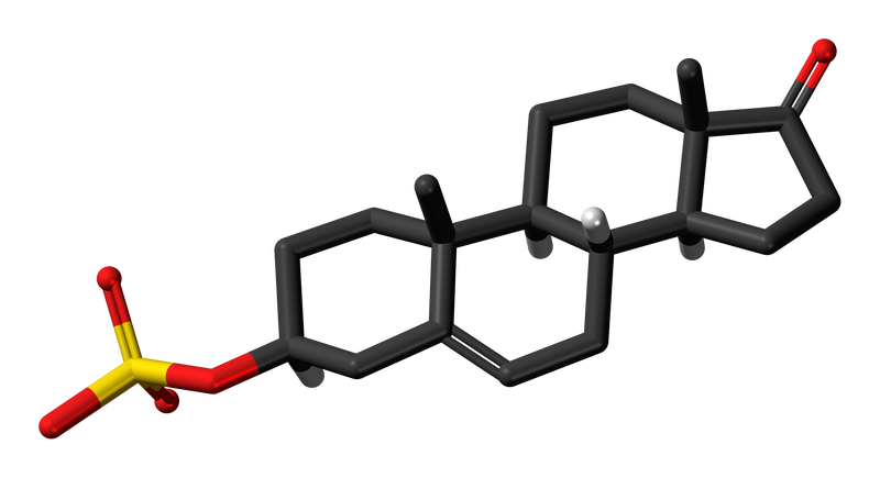 Skeletal stick model DHEA sulfate molecule.