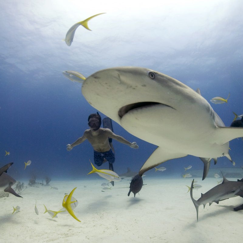 Rob Stewart free diving with Caribbean reef sharks. Freeport Bahamas.