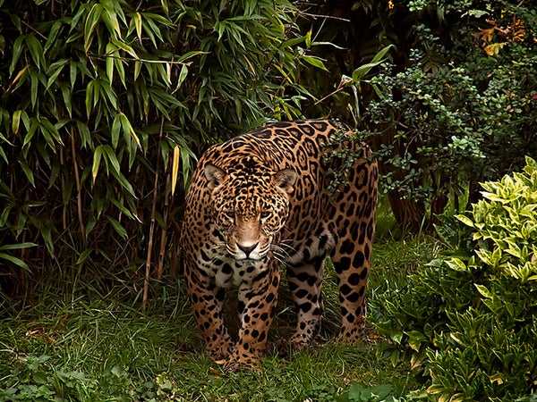When at full speed, a jaguar can reach up to 64 mph.