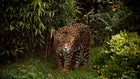 When at full speed, a jaguar can reach up to 64 mph.