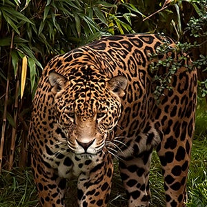 When at full speed, a jaguar can reach up to 64 mph.
