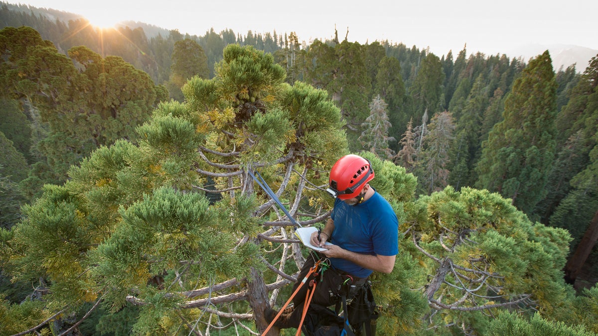 Meet the Renegade Tree Climbers Saving the Sequoias