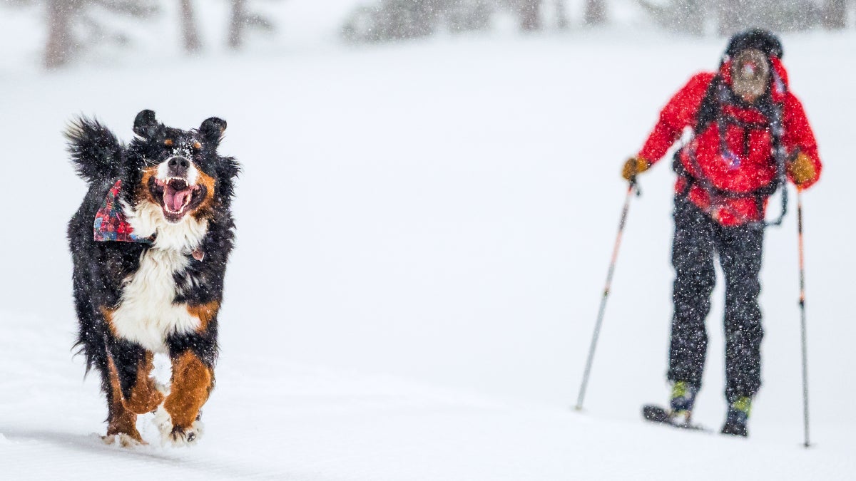 Being a Pro Dog Photographer Is Even More Fun Than You'd Think