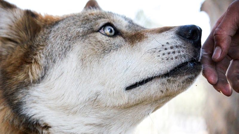 A rescued wolf named Bronco Billy touches a veteran's hand.