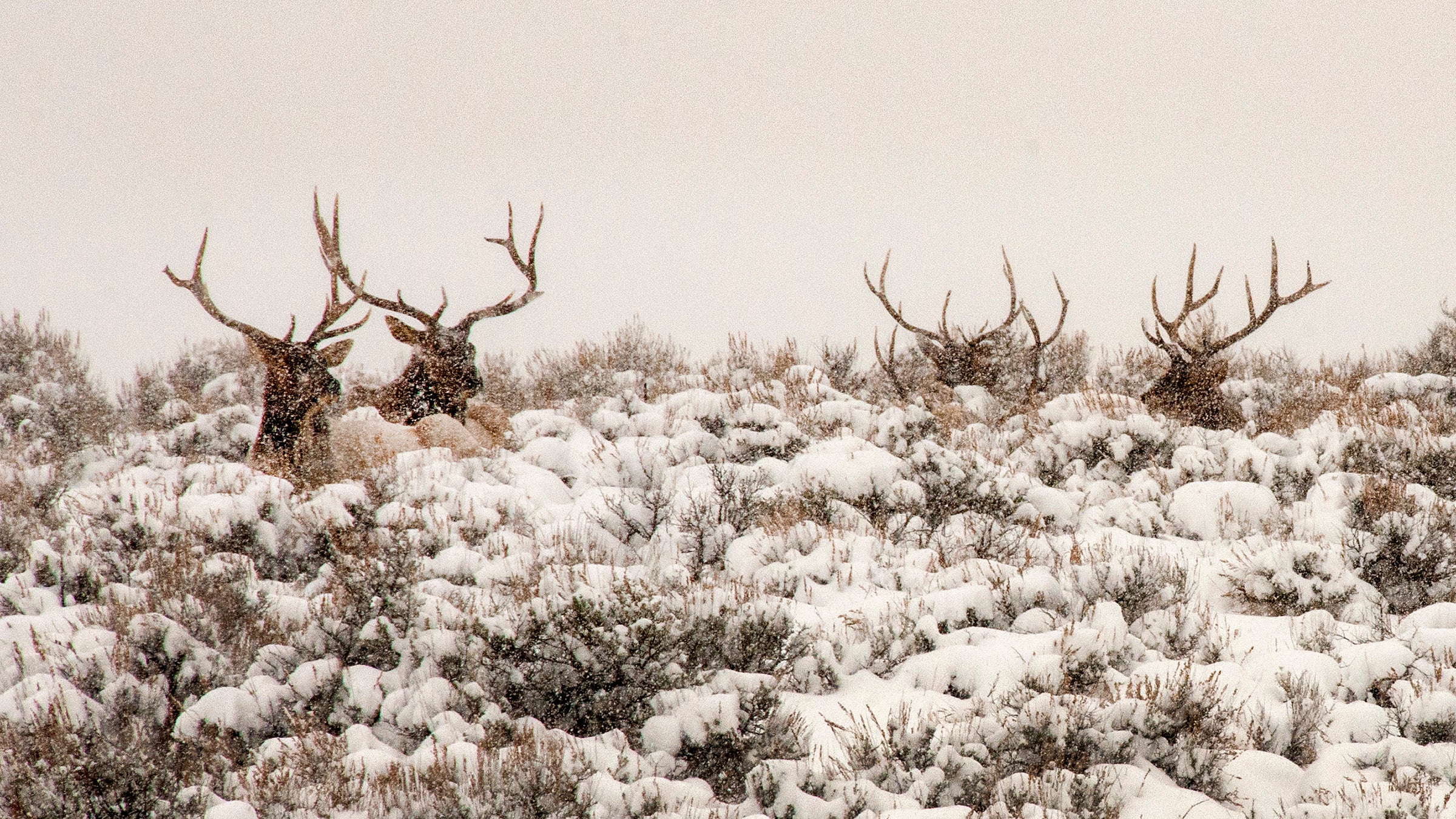 A group of bull elk rest amid snow-covered sagebrush in Silver Creek outside Park City, Utah. No matter your political persuasion, we can all agree that these animals are beautiful and that we would like them to continue to thrive on our land.