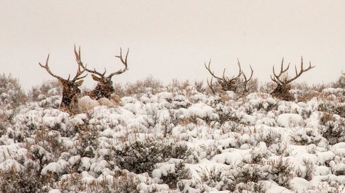 A group of bull elk rest amid snow-covered sagebrush in Silver Creek outside Park City, Utah. No matter your political persuasion, we can all agree that these animals are beautiful and that we would like them to continue to thrive on our land.