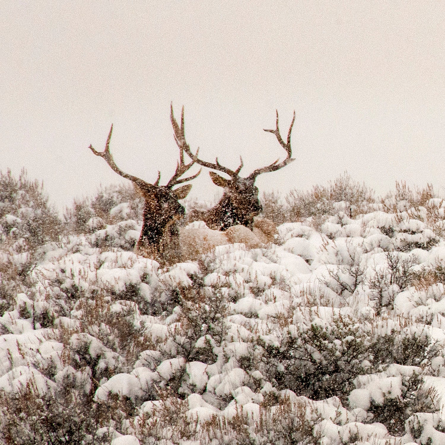 A group of elk bucks rest amidst snow covered sagebruch in Silver Creek outside Park City, Utah. (c) 2014 Tom Kelly