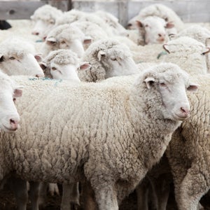 Sheep at Fred Robert's farm are used to make wool for outdoor apparel.