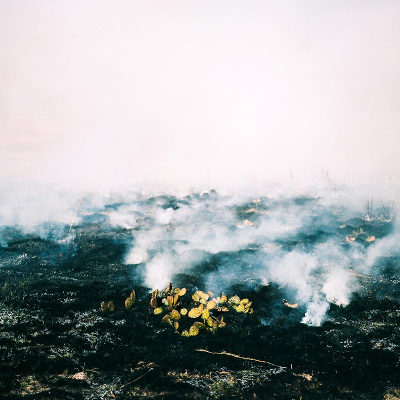 Controlled burns are a common method of disposal and prevention for tumbleweeds. I attended one at Rocky Mountain Arsenal, just north of Denver. I was struck by the fact that even after a fire, the cacti seemed to be ok.