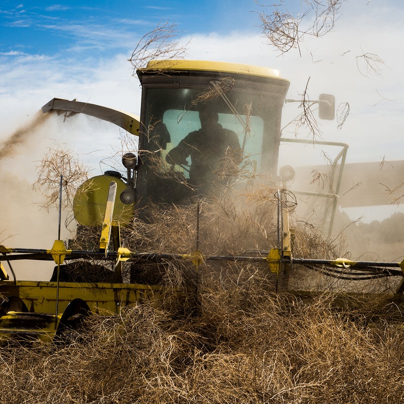 One Photographer's Mission to Capture America's Tumbleweed Invasion