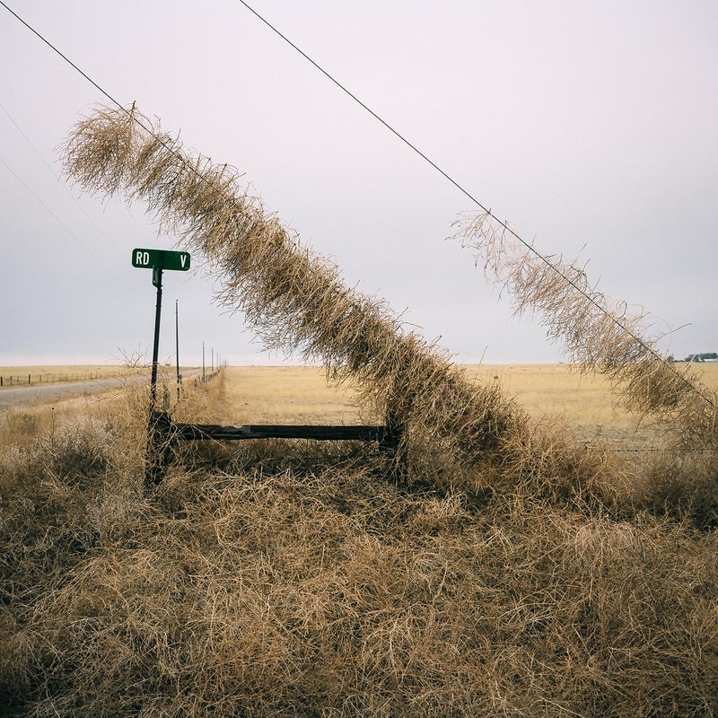 These power lines were in Boone, Colorado. Much of eastern Colorado is rural plains land, and I would drive through it on my way to take other pictures. I found this scene one day and imagined what it must have taken for the tumbleweeds to climb as high as they did.