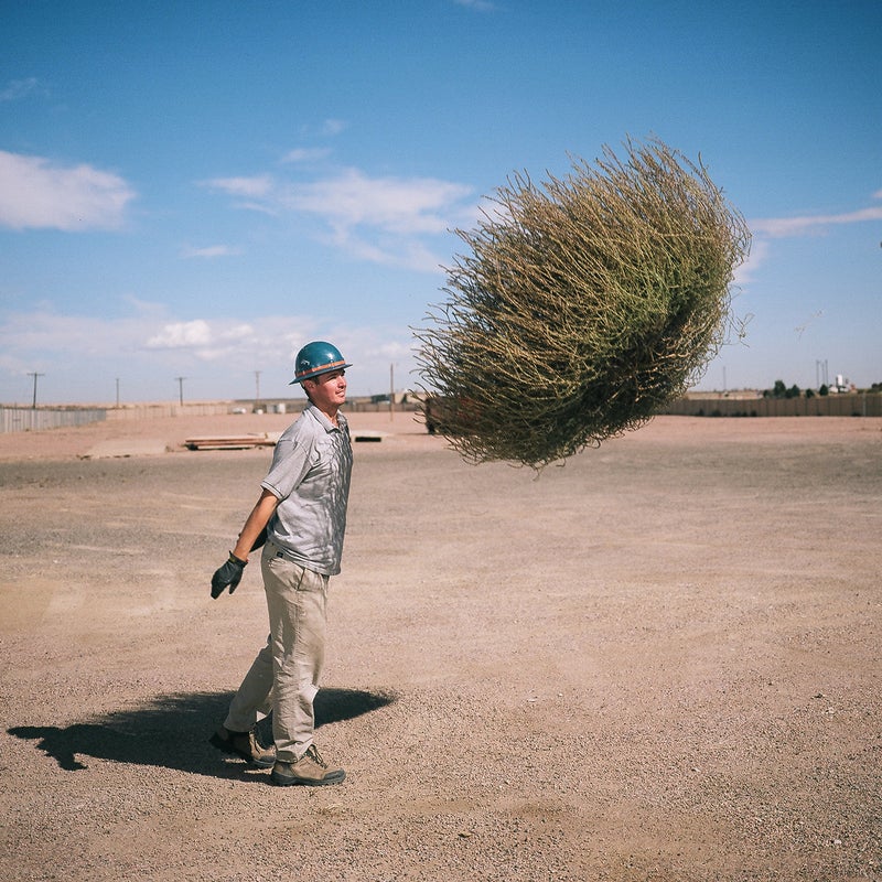 Tumbleweeds: the fastest plant invasion in the USA's history