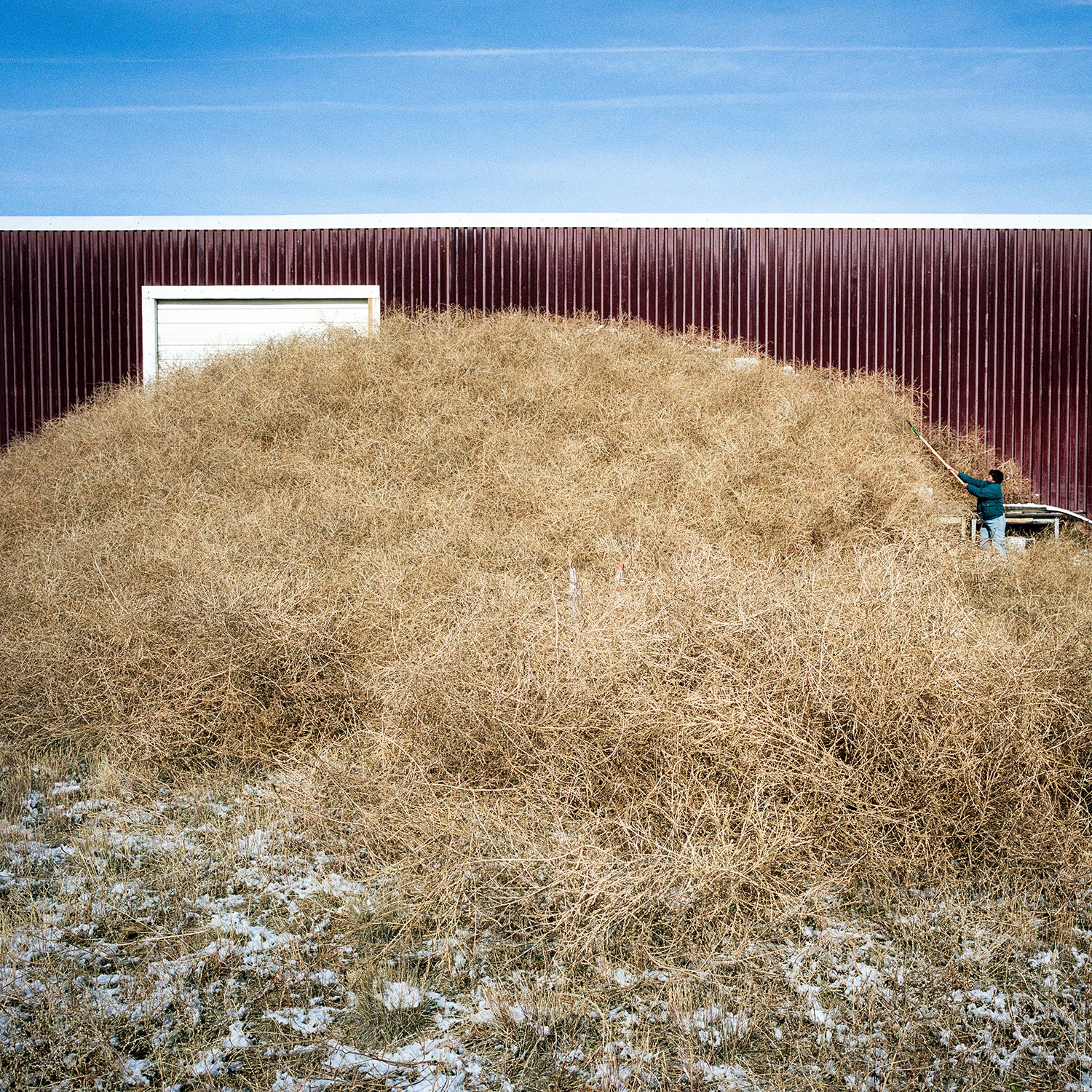 Tumbling tumbleweeds: Western icon also can be an unwelcome guest, Local