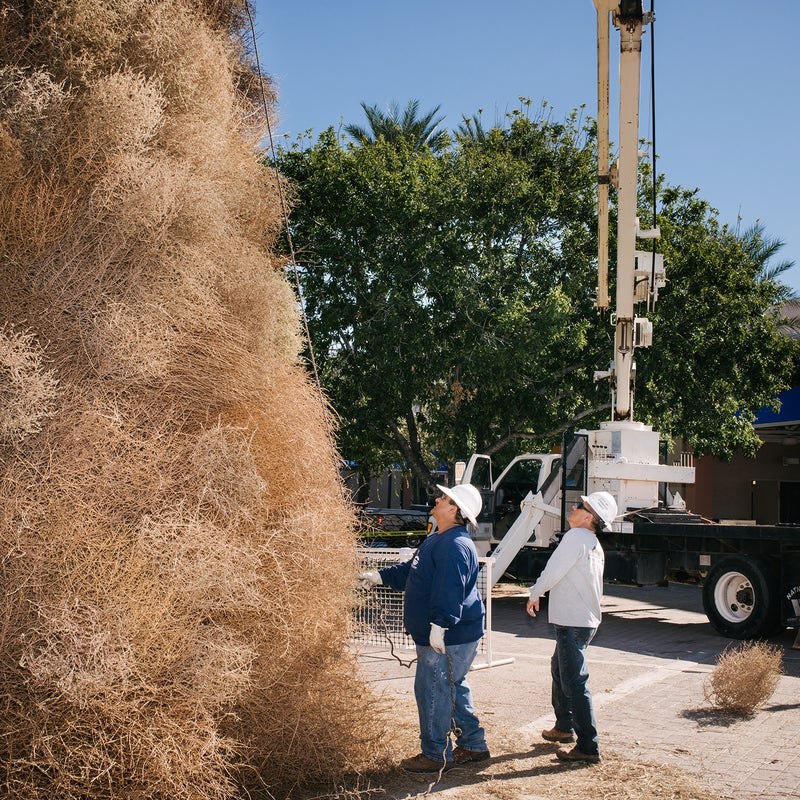 Gigantic Country Tumbleweed (Tumble weed)