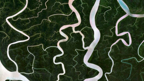 The Sundarbans is a region that covers 3,900 square miles of southern Bangladesh and a small section of Eastern India. This region is densely covered by mangrove forests and contains the largest natural reserve for the Bengal tiger. Over the past two centuries, approximately 2,600 square miles of the Sundarbans鈥 land has been developed.