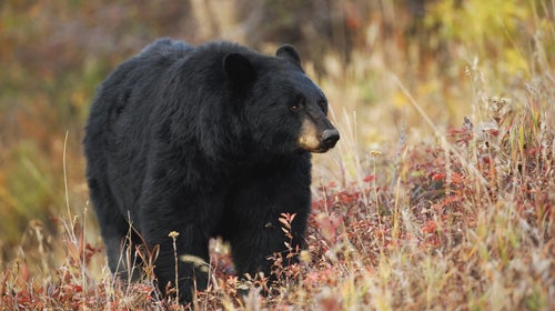 Black bears are spotted more regularly now than ever, as outdoor enthusiasts venture deeper into their territory.