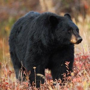 Black bears are spotted more regularly now than ever, as outdoor enthusiasts venture deeper into their territory.