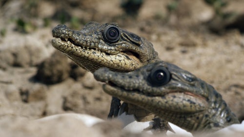 Spy Crocodile is the first ever amphibious robot and took six months to build. Crocodiles are more aurally and visually inclined, relying less on scent to identify familiars and more on accurate posture and movement. They also rely on the cries emitted by crocodile hatchlings, the spy versions of which are pictured above. These cries tell the mother and one another that they are ready to emerge, which is useful as there is safety in numbers.
While the real Nile crocodiles鈥 behavior as witnessed by the spies was not scientifically groundbreaking, it had only been witnessed in captivity. The Spy Croc Hatchlings were able to capture an unprecedented moment in which they were gathered in the mouth of a wild female, along with her own young, as she carried them all underwater.