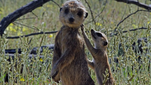 Spy Meerkat was the first to be created for the series. Meerkats are very territorial, so those that smell like outsiders are immediately unwelcome. Producers had to rub droppings collected from their chosen clan onto the spy in order to have any chance at success.
Sometimes an animal would anoint their own smell onto the remote camera devices, as in the case of the Arctic wolves. The wolves would urinate and roll on the equipment, happily incorporating it into their territory, much to the delight of producer Philip Dalton. No pheromones were used during filming, but the spies often became masked in the smell of their environment as they became covered in dirt, mud, and dust.