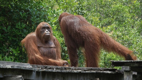 Behind the program is a big team of trackers and field guides, like Birut臈 Galdikas, who studies orangutans in Borneo and whose local knowledge proves useful when looking for certains types of behavior. Producers also consulted with scientists before deploying the spy into the wild to maximize success.