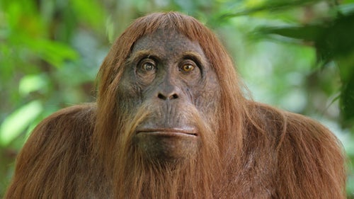 Most of the program鈥檚 footage is actually taken from the long lens cameras; the value of the Spies lies mostly in the experiment of embedding technology among the natural order.
This new frontier of study has gained considerable support among scientists like anthropologist Jill Pruetz, who was shown footage of a spy chimpanzee in Senegal. She was astounded at seeing the apes so close. When researching in the field, Pruetz normally shadows the apes at a minimum distance of 20 meters away to avoid affecting their behavior by the transmission of pathogens. She felt that the wide-angle perspective of the remote cameras in the heart of the troop was valuable, as she had never seen the chimps looking quite so human before.