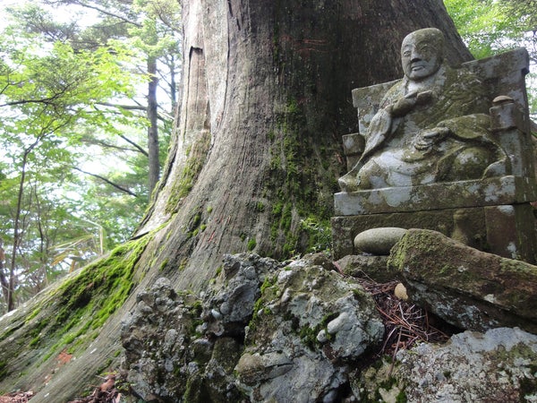 The largest Japanese umbrella pine tree known in the world at 6.5 ft in diamater growing in Shizuoka Prefecture.