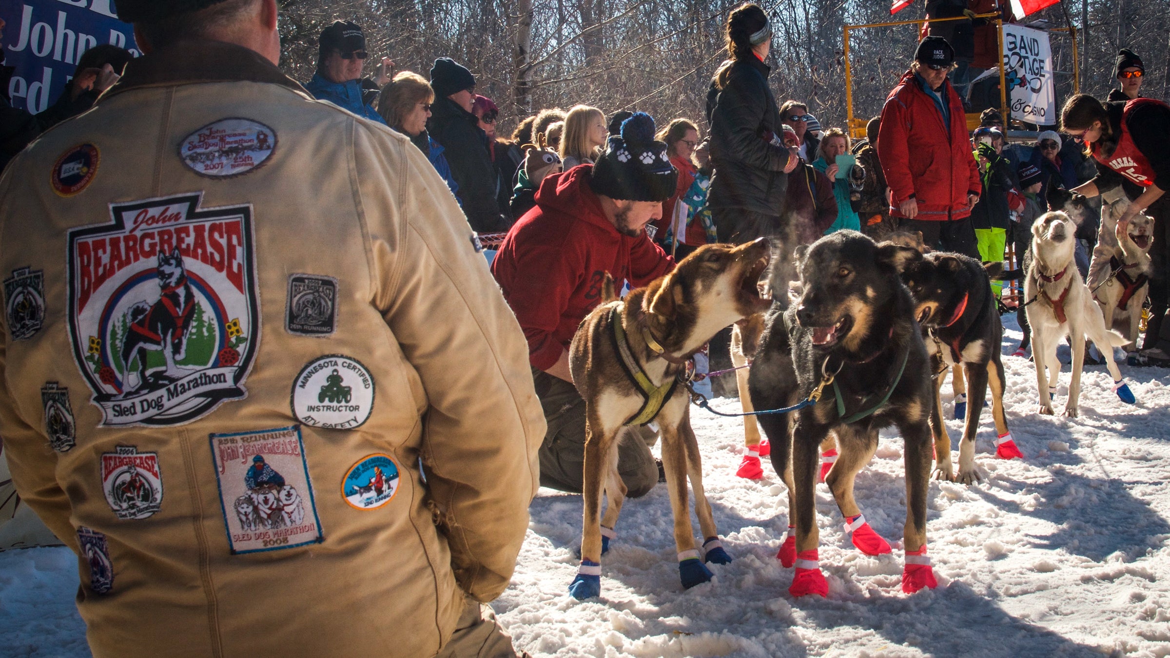 Braverman's sled dogs at the start of the Beargrease Half Marathon.