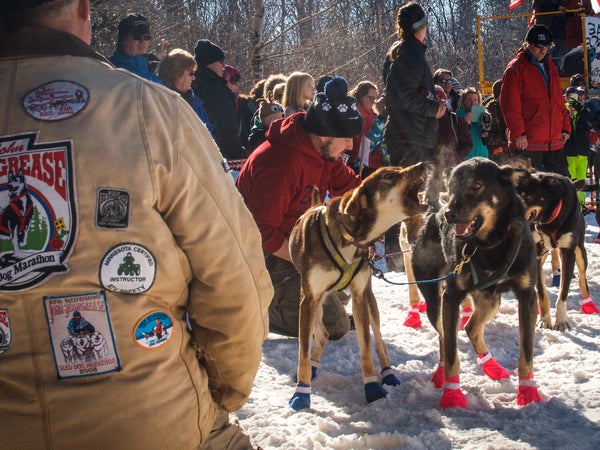 Braverman's sled dogs at the start of the Beargrease Half Marathon.