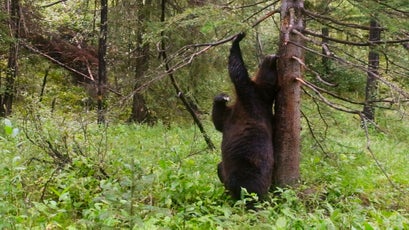 Grizzly bears stay in touch with other bears by leaving their scent on particular 'rubbing' trees.