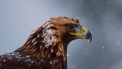 Golden eagles are one of the few birds tough enough to survive the mountain winter.