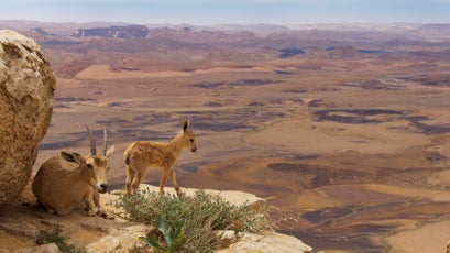 Nubian ibex live in some of the most inaccessible mountain habitats.