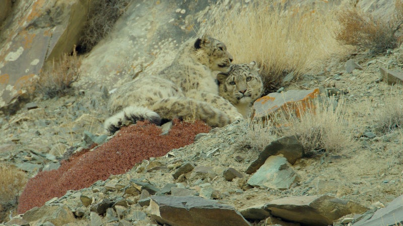 Spot the snow leopard mother and daughter.